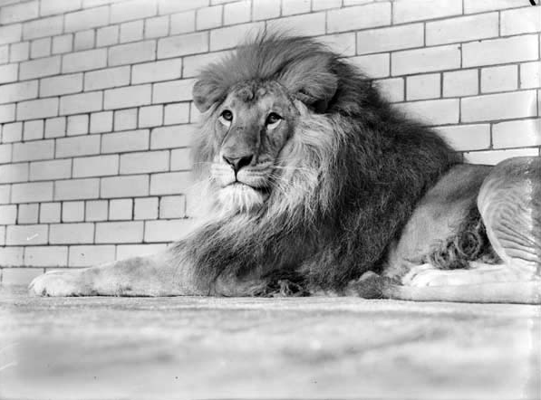 Image courtesy of Wikimedia Commons